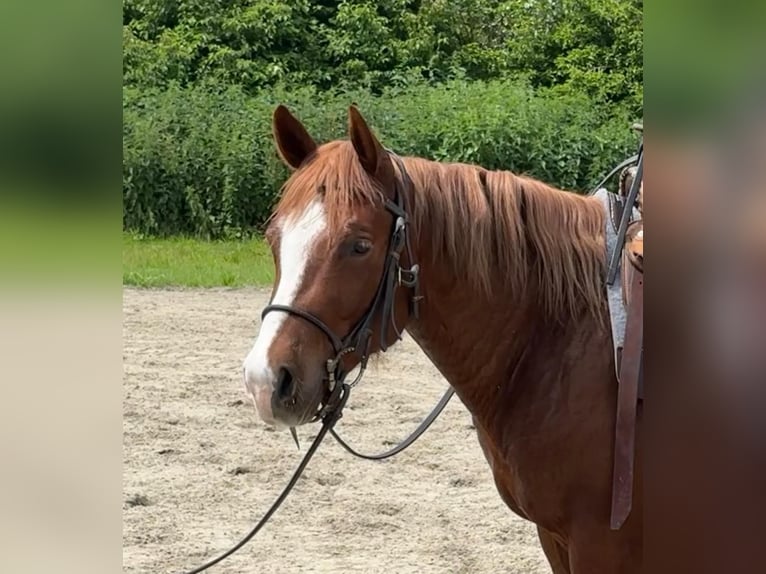 American Quarter Horse Ruin 4 Jaar 148 cm Vos in Velden