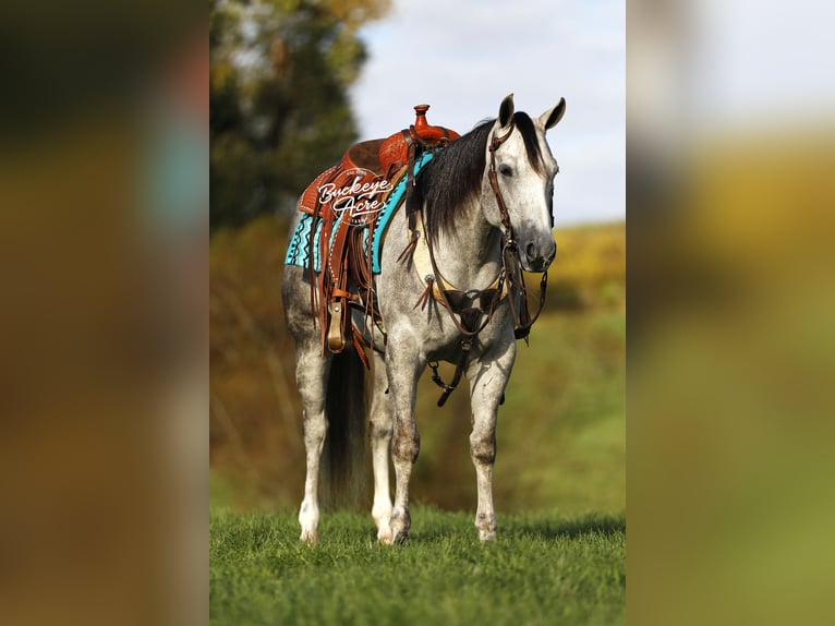 American Quarter Horse Ruin 4 Jaar 150 cm Appelschimmel in Millersburg