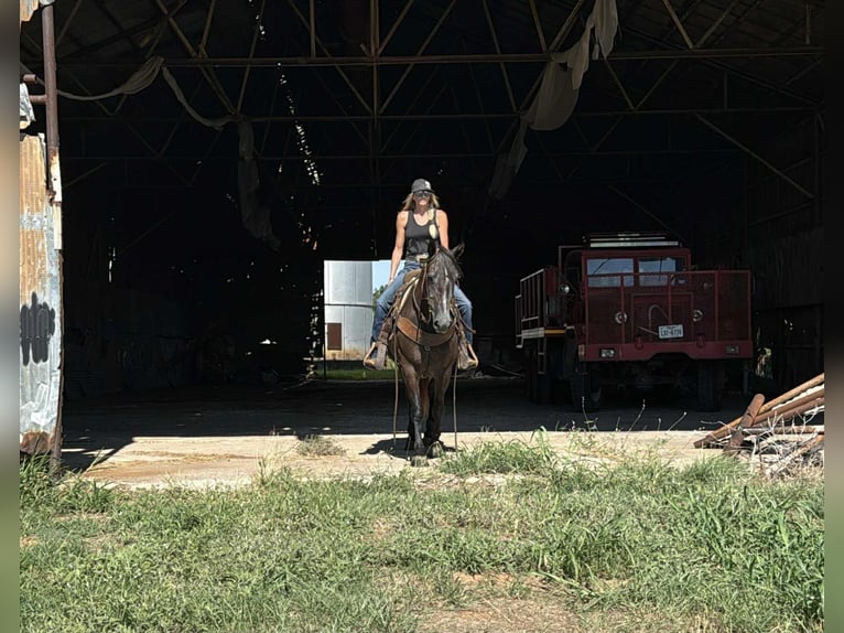 American Quarter Horse Ruin 4 Jaar 150 cm Appelschimmel in Jacksboro, TX