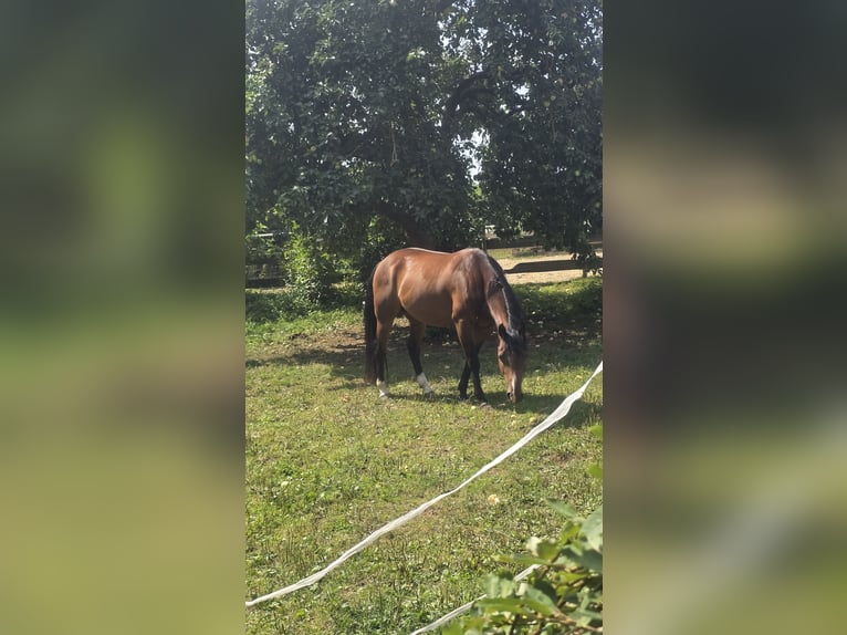American Quarter Horse Ruin 4 Jaar 150 cm Bruin in Diemelstadt