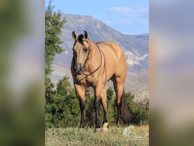 American Quarter Horse Ruin 4 Jaar 150 cm Buckskin in Cody WY