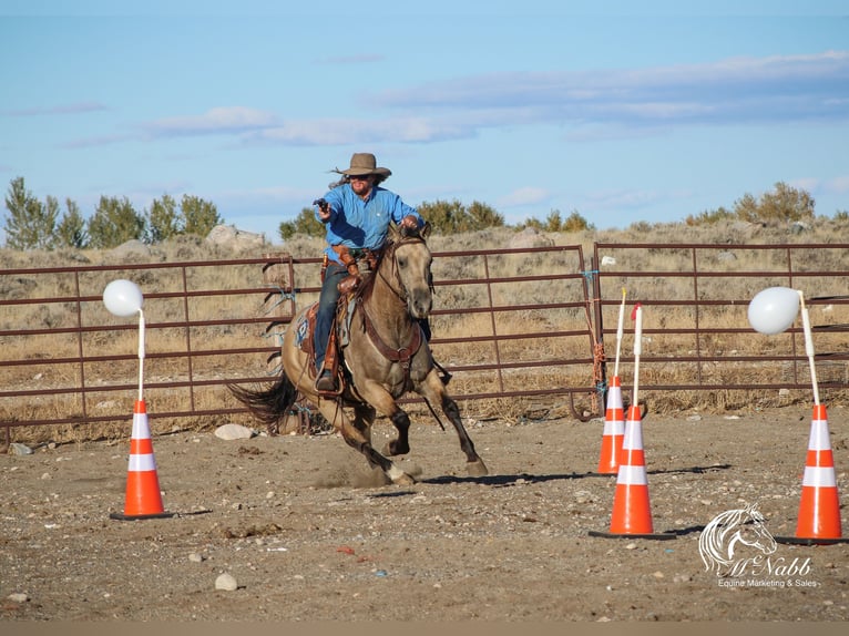 American Quarter Horse Ruin 4 Jaar 150 cm Buckskin in Cody WY