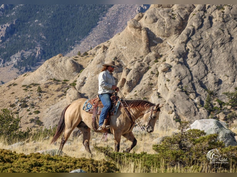 American Quarter Horse Ruin 4 Jaar 150 cm Buckskin in Cody WY