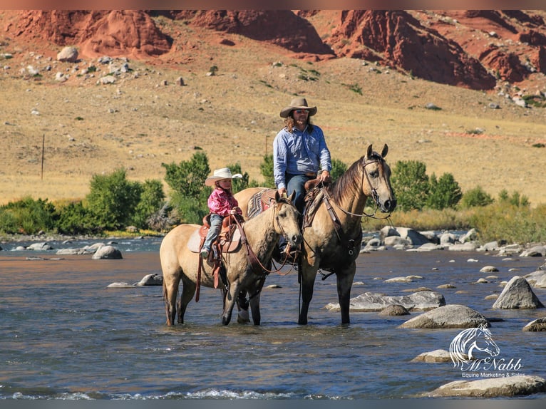 American Quarter Horse Ruin 4 Jaar 150 cm Buckskin in Cody WY