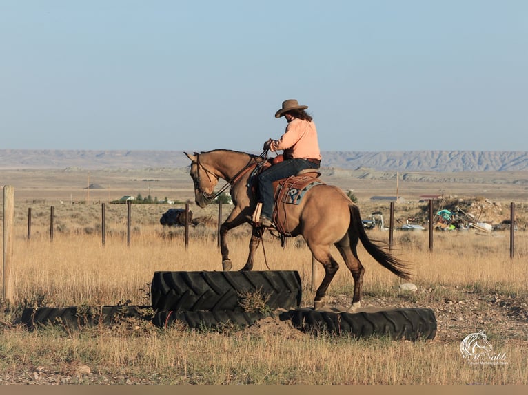 American Quarter Horse Ruin 4 Jaar 150 cm Buckskin in Cody WY