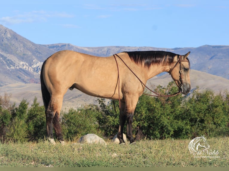 American Quarter Horse Ruin 4 Jaar 150 cm Buckskin in Cody WY