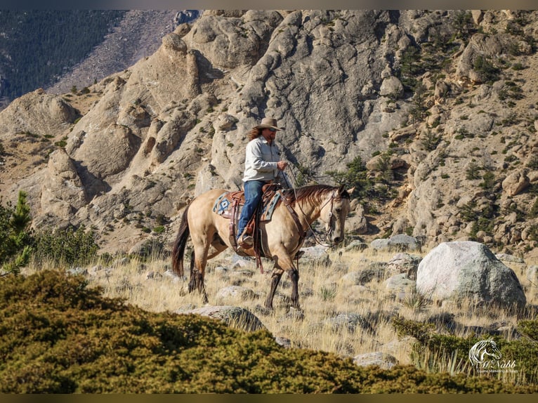 American Quarter Horse Ruin 4 Jaar 150 cm Buckskin in Cody WY