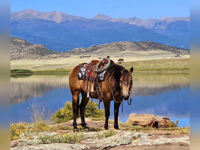 American Quarter Horse Ruin 4 Jaar 150 cm Buckskin in Westcliffe, CO