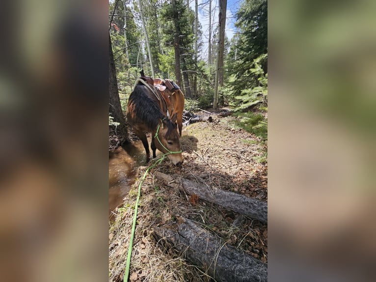 American Quarter Horse Ruin 4 Jaar 150 cm Buckskin in Westcliffe, CO