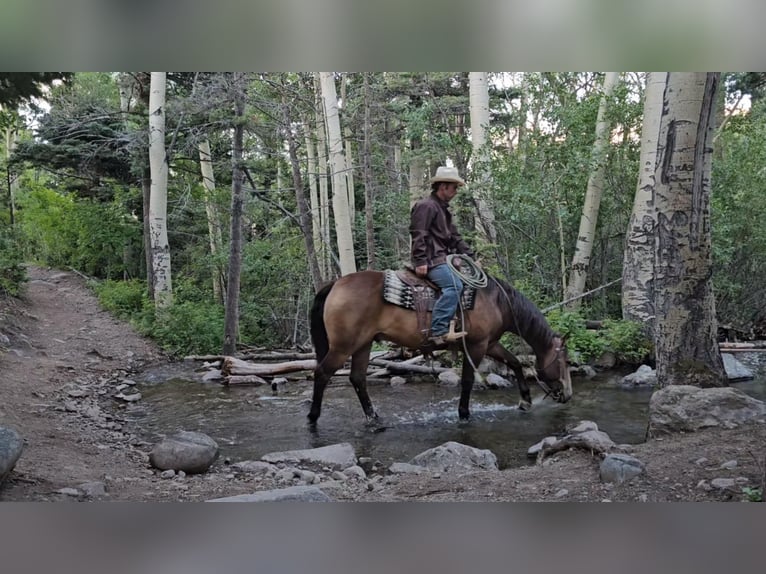 American Quarter Horse Ruin 4 Jaar 150 cm Buckskin in Westcliffe, CO