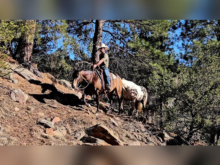 American Quarter Horse Ruin 4 Jaar 150 cm Buckskin in Westcliffe, CO