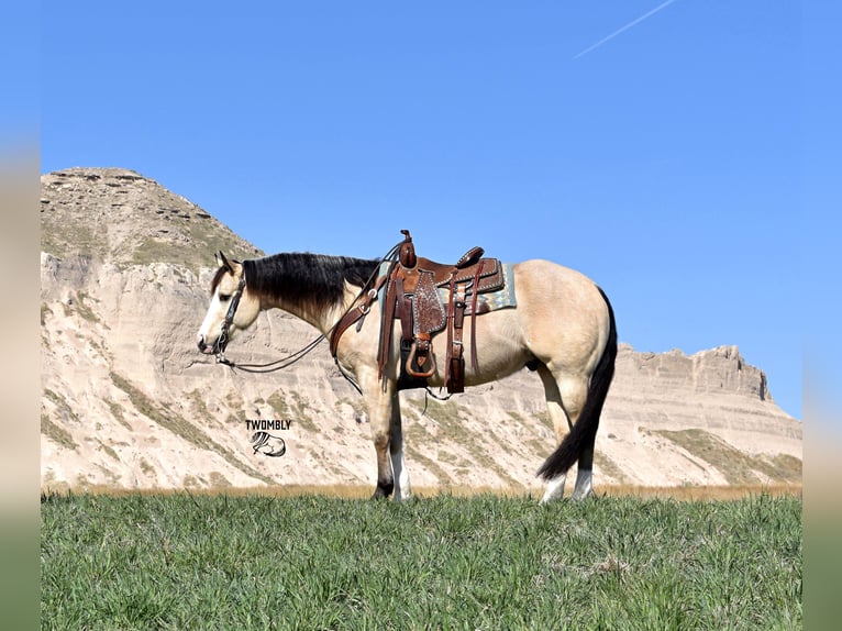 American Quarter Horse Ruin 4 Jaar 150 cm Buckskin in Bayard, Nebraska