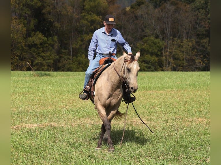 American Quarter Horse Ruin 4 Jaar 150 cm Buckskin in Brodhead KY