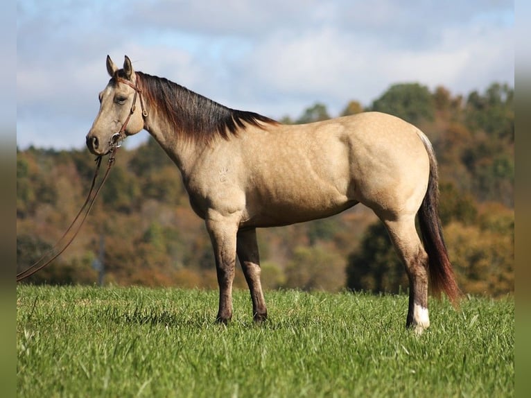 American Quarter Horse Ruin 4 Jaar 150 cm Buckskin in Brodhead KY