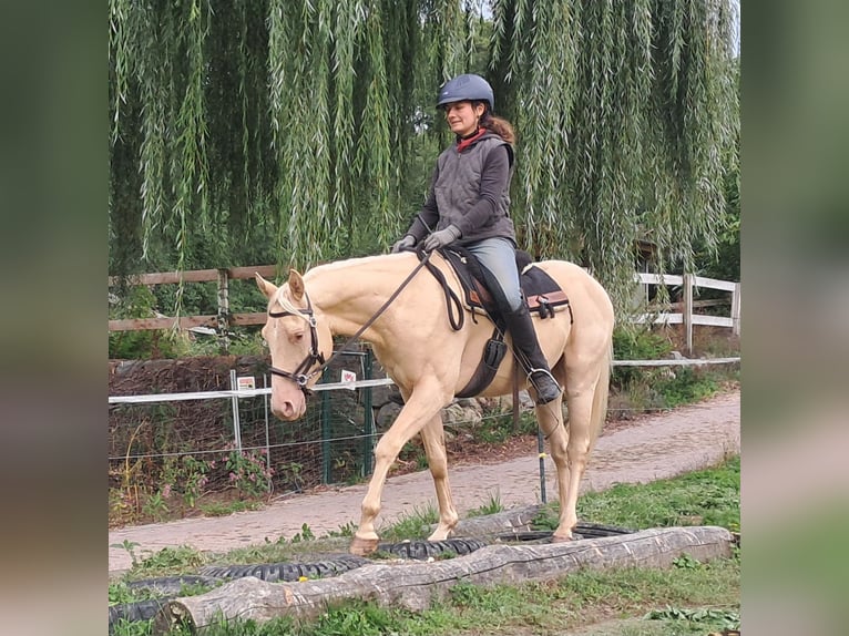 American Quarter Horse Ruin 4 Jaar 150 cm Champagne in Bayerbach