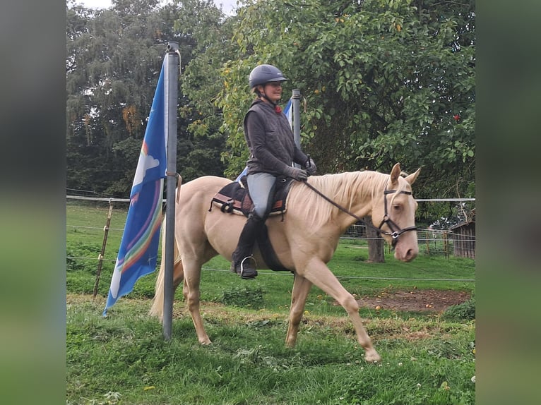 American Quarter Horse Ruin 4 Jaar 150 cm Champagne in Bayerbach