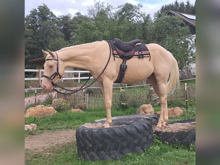 American Quarter Horse Ruin 4 Jaar 150 cm Champagne in Bayerbach