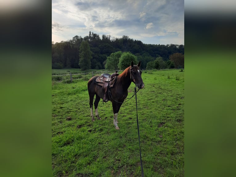 American Quarter Horse Ruin 4 Jaar 150 cm Donkerbruin in Fürhen /Opsen