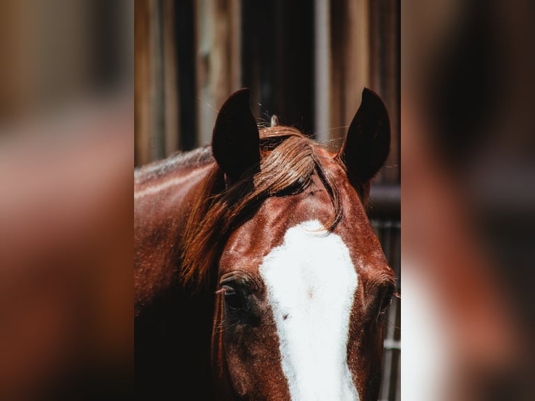 American Quarter Horse Ruin 4 Jaar 150 cm Donkere-vos in Stephenville, TX