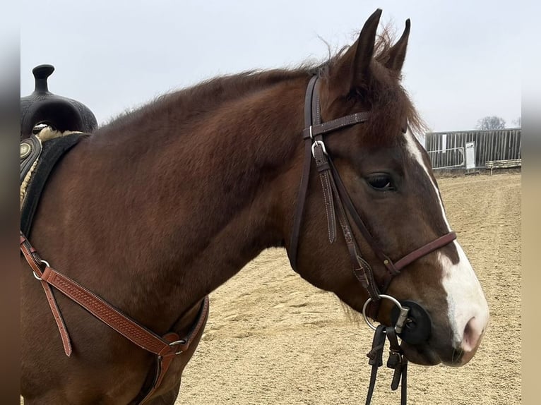 American Quarter Horse Ruin 4 Jaar 150 cm Donkere-vos in Klingsmoos