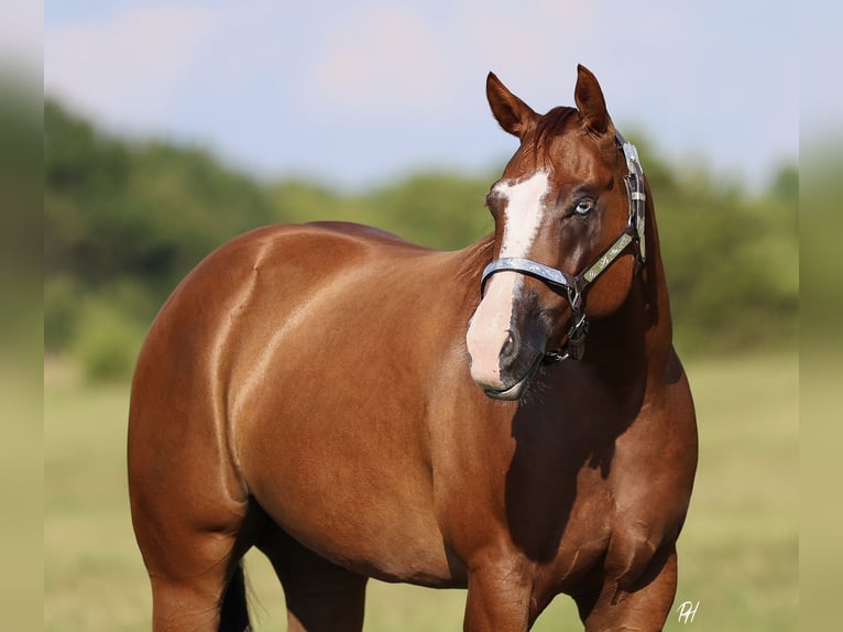 American Quarter Horse Ruin 4 Jaar 150 cm Donkere-vos in Buffalo, MO