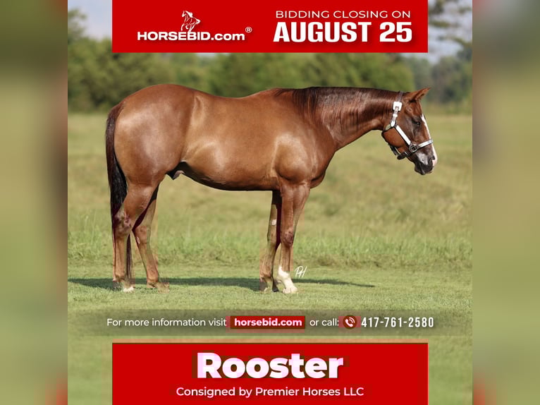 American Quarter Horse Ruin 4 Jaar 150 cm Donkere-vos in Buffalo, MO
