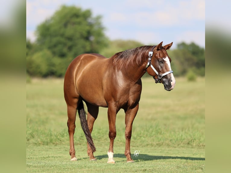 American Quarter Horse Ruin 4 Jaar 150 cm Donkere-vos in Buffalo, MO