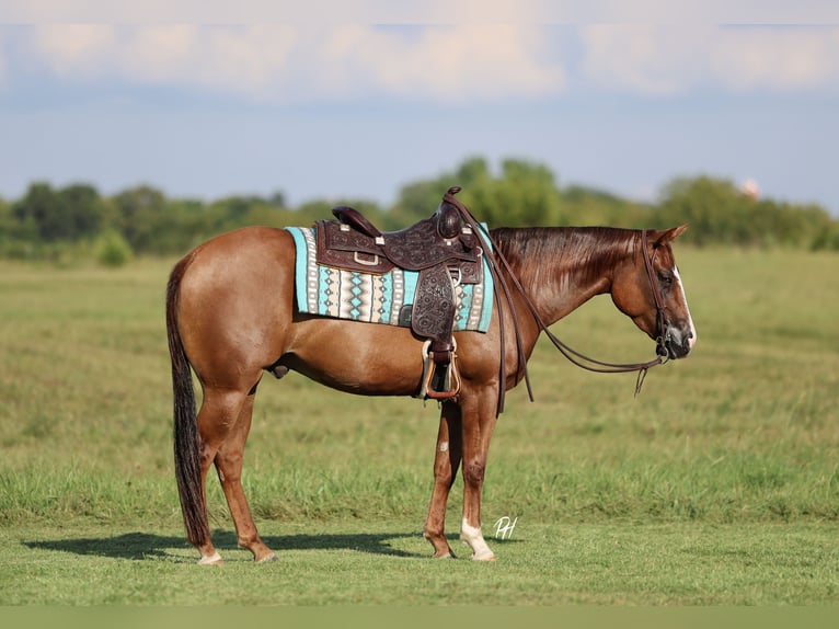 American Quarter Horse Ruin 4 Jaar 150 cm Donkere-vos in Buffalo, MO