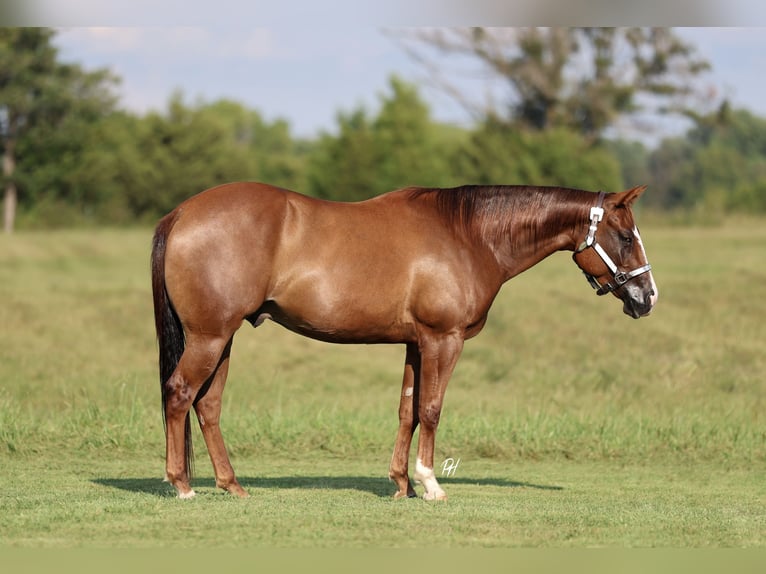 American Quarter Horse Ruin 4 Jaar 150 cm Donkere-vos in Buffalo, MO