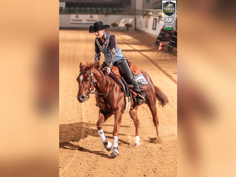 American Quarter Horse Ruin 4 Jaar 150 cm Donkere-vos in Sinsheim