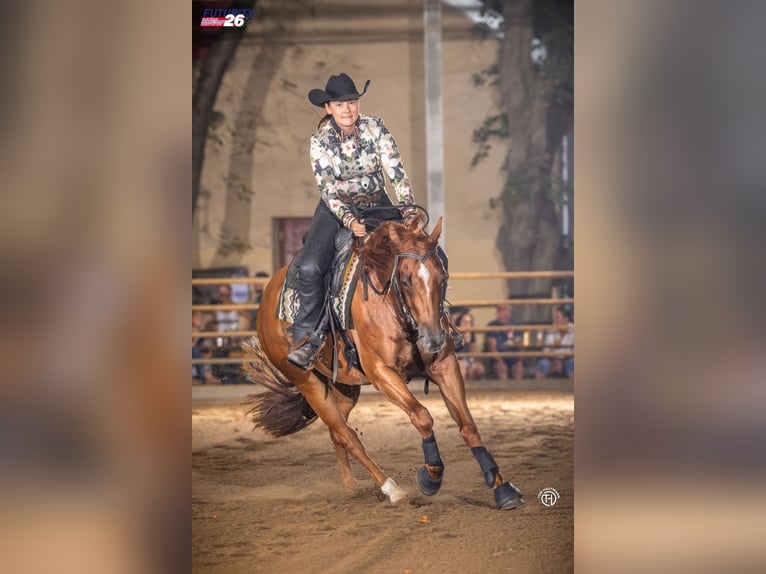 American Quarter Horse Ruin 4 Jaar 150 cm Donkere-vos in Sinsheim