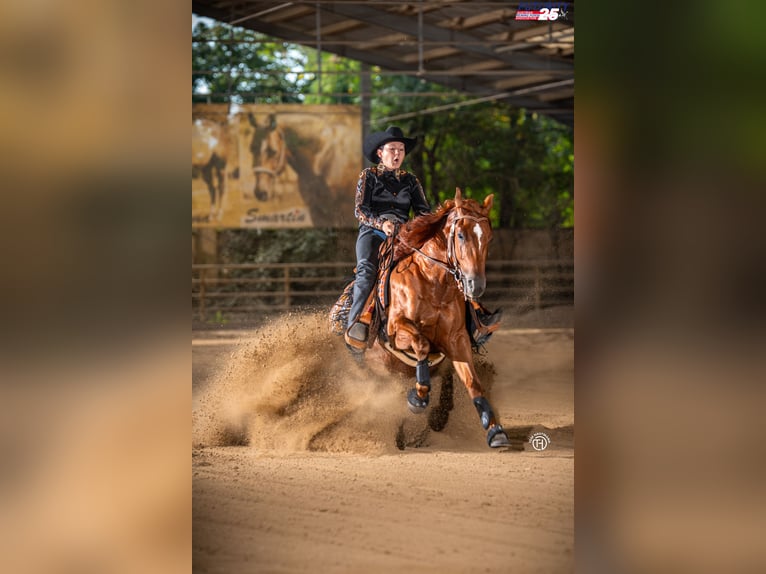 American Quarter Horse Ruin 4 Jaar 150 cm Donkere-vos in Sinsheim