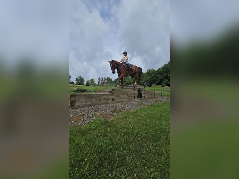 American Quarter Horse Ruin 4 Jaar 150 cm Donkere-vos in Dallas PA