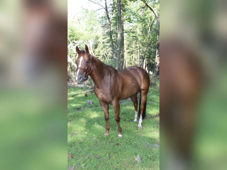 American Quarter Horse Ruin 4 Jaar 150 cm Donkere-vos in Dallas PA