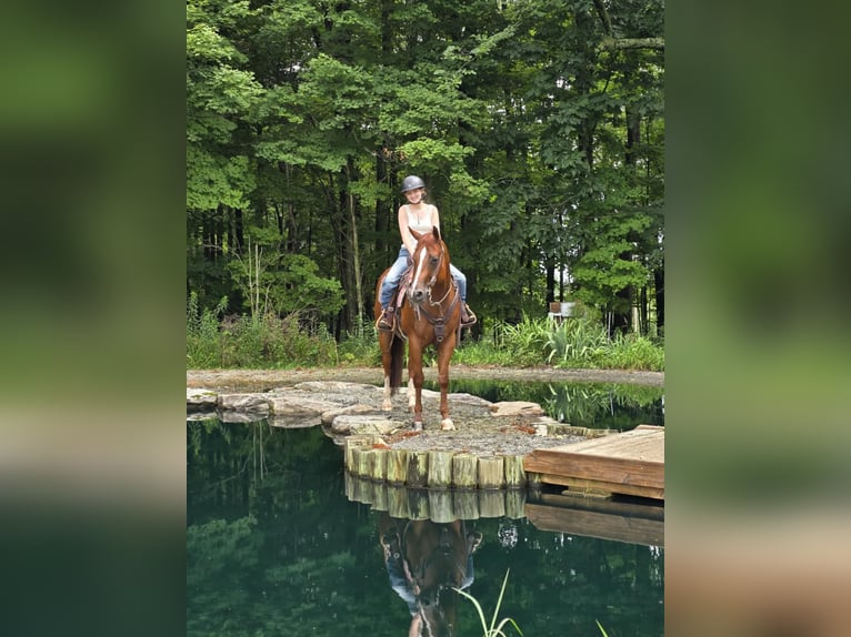 American Quarter Horse Ruin 4 Jaar 150 cm Donkere-vos in Dallas PA