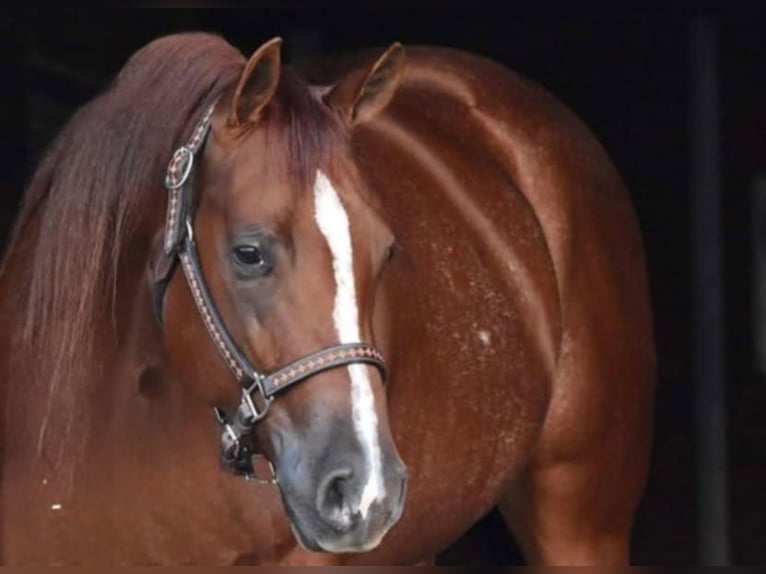 American Quarter Horse Ruin 4 Jaar 150 cm Donkere-vos in Dallas PA