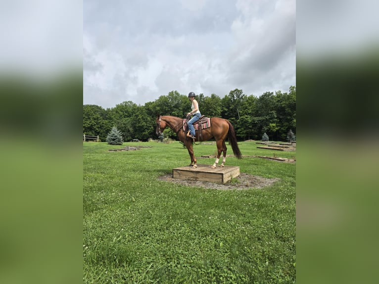 American Quarter Horse Ruin 4 Jaar 150 cm Donkere-vos in Dallas PA