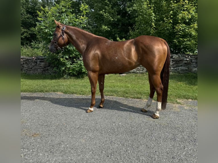 American Quarter Horse Ruin 4 Jaar 150 cm Donkere-vos in Dallas PA