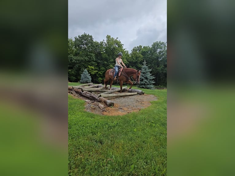 American Quarter Horse Ruin 4 Jaar 150 cm Donkere-vos in Dallas PA
