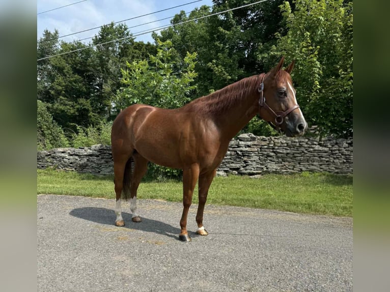 American Quarter Horse Ruin 4 Jaar 150 cm Donkere-vos in Dallas PA