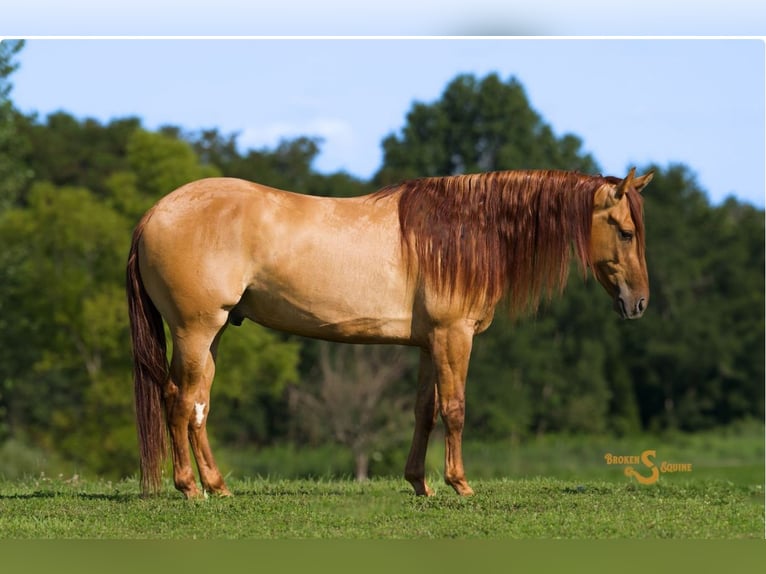 American Quarter Horse Ruin 4 Jaar 150 cm Falbe in Bogard