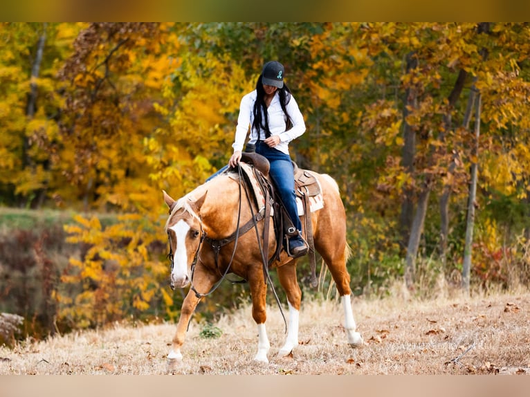 American Quarter Horse Ruin 4 Jaar 150 cm Palomino in Lewistown
