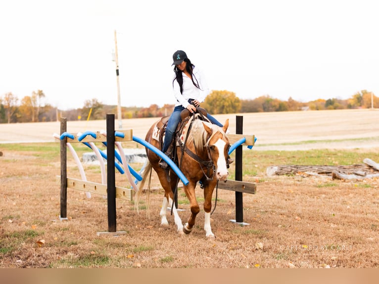 American Quarter Horse Ruin 4 Jaar 150 cm Palomino in Lewistown