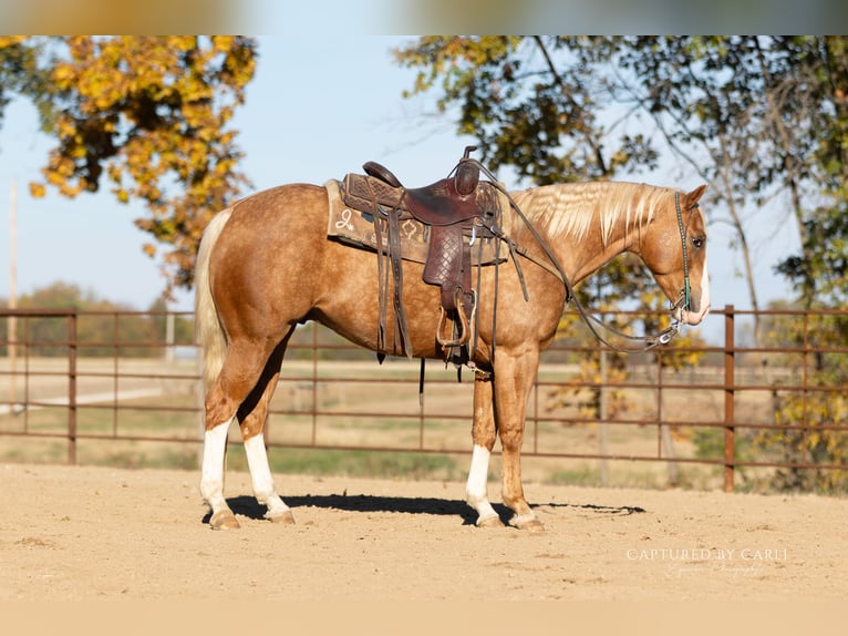 American Quarter Horse Ruin 4 Jaar 150 cm Palomino in Lewistown
