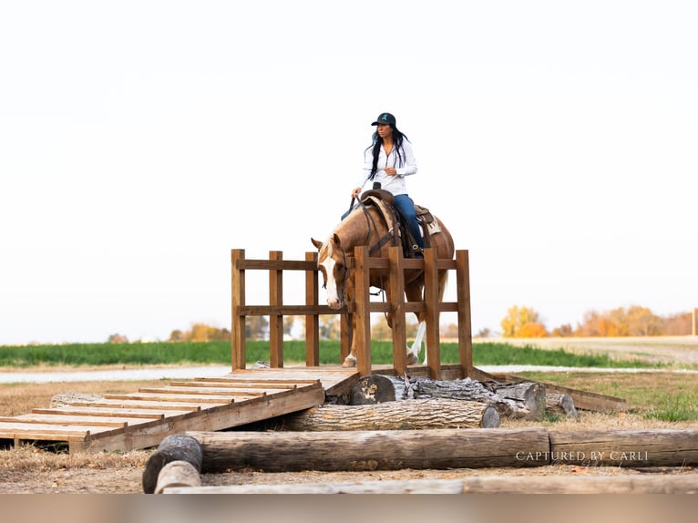 American Quarter Horse Ruin 4 Jaar 150 cm Palomino in Lewistown