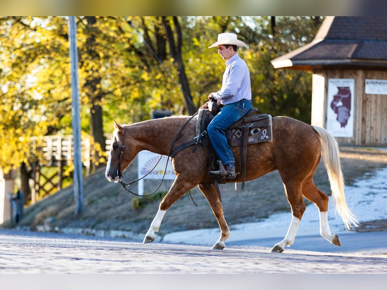 American Quarter Horse Ruin 4 Jaar 150 cm Palomino in Lewistown
