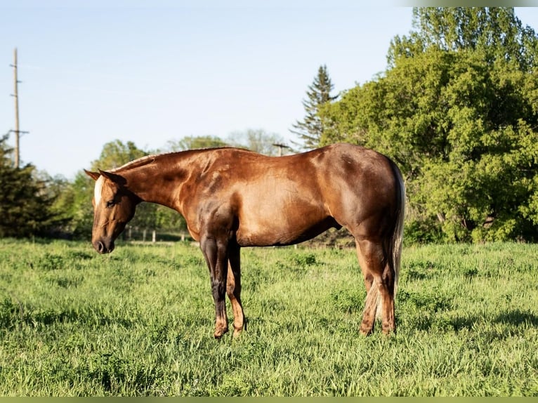 American Quarter Horse Ruin 4 Jaar 150 cm Palomino in Nevis, MN