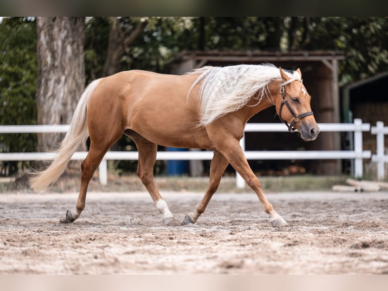 American Quarter Horse Ruin 4 Jaar 150 cm Palomino in Weyersheim