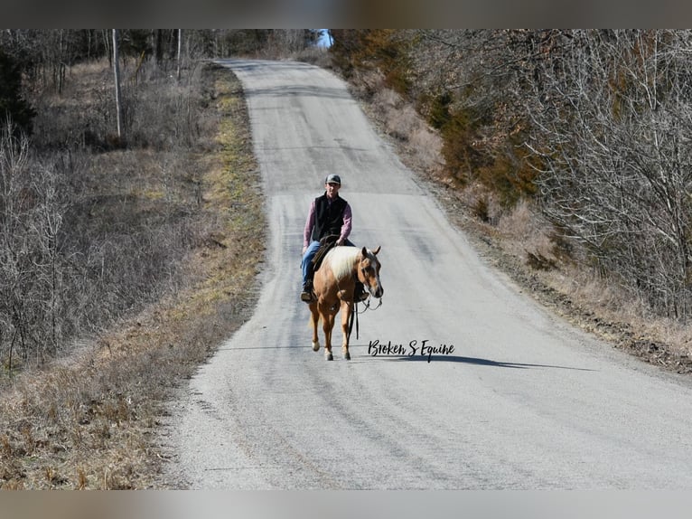 American Quarter Horse Ruin 4 Jaar 150 cm Palomino in Sweet Springs, MO