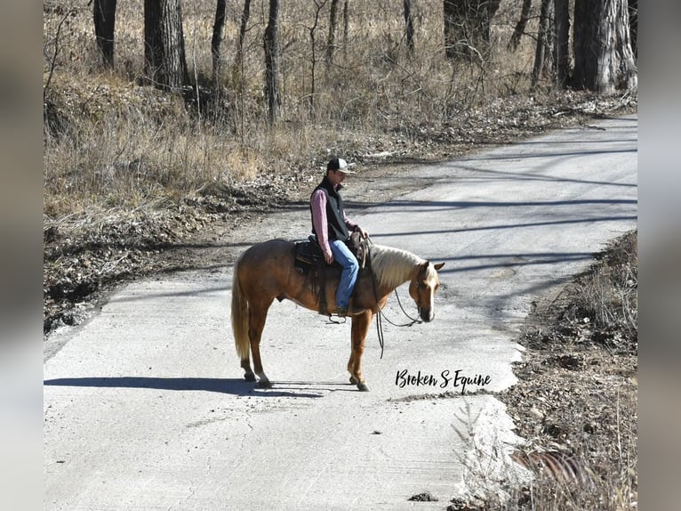 American Quarter Horse Ruin 4 Jaar 150 cm Palomino in Sweet Springs, MO